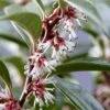 Fragrant Valley Sweetbox (Sarcococca) - 2 Gallon Pot
