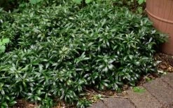 Fragrant Valley Sweetbox (Sarcococca) - 2 Gallon Pot -Garden Plant Shop sarcoccoca hookeriana sarsid 1 fragrant valley sweetbox 9