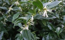 Fragrant Mountain Sweetbox (Sarcococca) - 2 Gallon Pot 11 Fragrant Mountain Sweetbox (Sarcococca) - 2 Gallon Pot -Garden Plant Shop sarcoccoca hookeriana sarsid 2 fragrant mountain sweetbox 1
