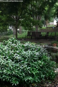 Fragrant Mountain Sweetbox (Sarcococca) - 2 Gallon Pot