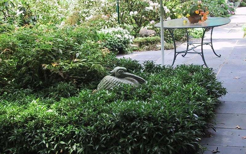 Fragrant Mountain Sweetbox (Sarcococca) - 2 Gallon Pot 6 Fragrant Mountain Sweetbox (Sarcococca) - 2 Gallon Pot - Image 6