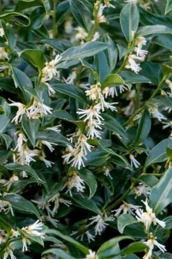 Fragrant Mountain Sweetbox (Sarcococca) - 2 Gallon Pot 10 Fragrant Mountain Sweetbox (Sarcococca) - 2 Gallon Pot -Garden Plant Shop sarcoccoca hookeriana sarsid 2 fragrant mountain sweetbox 4