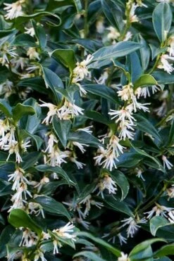 Confused Sweet Box (Sarcococca Confusa) - 1 Gallon Pot -Garden Plant Shop sarcococca confusa confused sweet box 10