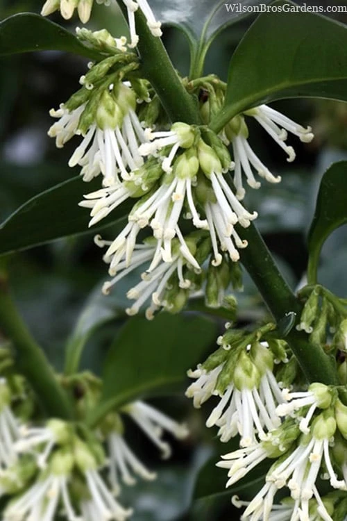 Fragrant Sweet Box (Sarcococca Ruscifolia) - 3 Gallon Pot 1 Fragrant Sweet Box (Sarcococca Ruscifolia) - 3 Gallon Pot