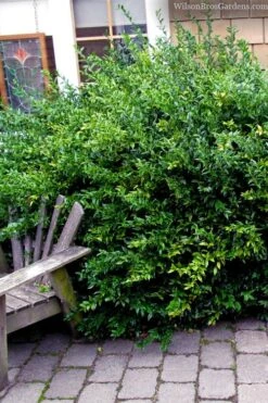 Fragrant Sweet Box (Sarcococca Ruscifolia) - 3 Gallon Pot 12 Fragrant Sweet Box (Sarcococca Ruscifolia) - 3 Gallon Pot -Garden Plant Shop sarcococca ruscifolia fragrant sweet box 2