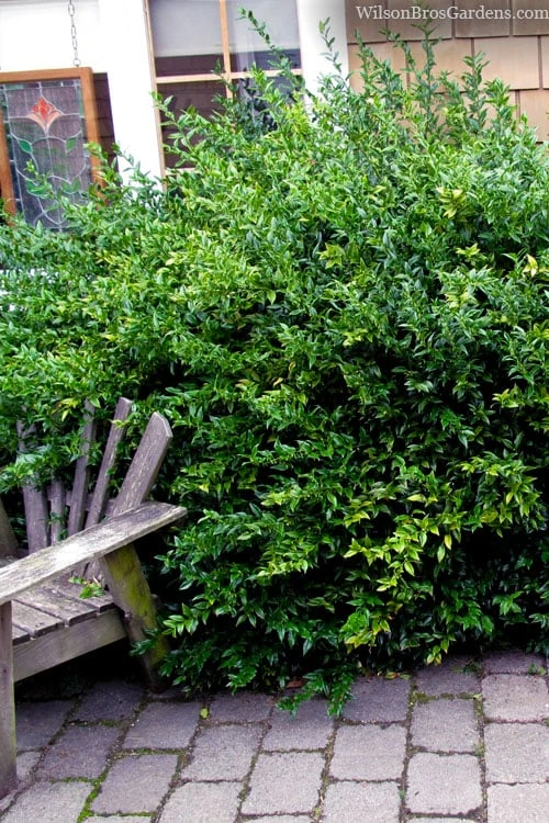 Fragrant Sweet Box (Sarcococca Ruscifolia) - 3 Gallon Pot 4 Fragrant Sweet Box (Sarcococca Ruscifolia) - 3 Gallon Pot - Image 4