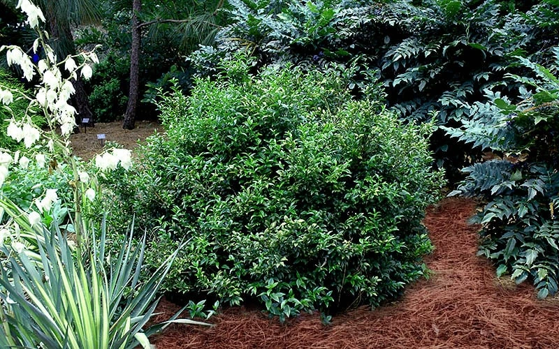 Fragrant Sweet Box (Sarcococca Ruscifolia) - 3 Gallon Pot 5 Fragrant Sweet Box (Sarcococca Ruscifolia) - 3 Gallon Pot - Image 5