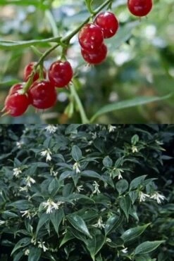 Fragrant Sweet Box (Sarcococca Ruscifolia) - 3 Gallon Pot 14 Fragrant Sweet Box (Sarcococca Ruscifolia) - 3 Gallon Pot -Garden Plant Shop sarcococca ruscifolia fragrant sweet box 4