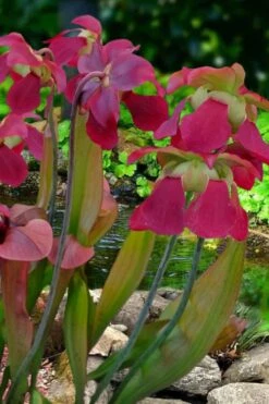 Bug Bat Pitcher Plant (Sarracenia) - 2.5 Quart Pot -Garden Plant Shop sarracenia bug bat pitcher plant 1