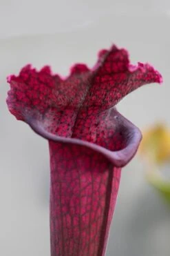 Juthatip Soper Pitcher Plant (Saracennia) - 2.5 Quart Pot -Garden Plant Shop sarracenia juthatip soper pitcher plant 1