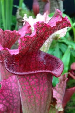 Juthatip Soper Pitcher Plant (Saracennia) - 2.5 Quart Pot -Garden Plant Shop sarracenia juthatip soper pitcher plant 2