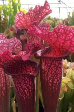 Juthatip Soper Pitcher Plant (Saracennia) - 2.5 Quart Pot -Garden Plant Shop sarracenia juthatip soper pitcher plant 5