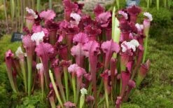 Juthatip Soper Pitcher Plant (Saracennia) - 2.5 Quart Pot -Garden Plant Shop sarracenia juthatip soper pitcher plant 6