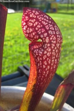 Scarlet Belle Pitcher Plant (Sarracenia) - 2.5 Quart Pot -Garden Plant Shop sarracenia scarlet belle pitcher plant 2