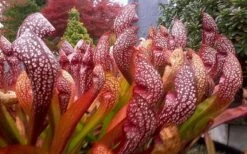 Scarlet Belle Pitcher Plant (Sarracenia) - 2.5 Quart Pot -Garden Plant Shop sarracenia scarlet belle pitcher plant 3