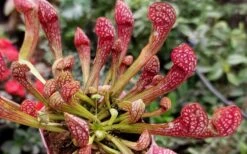 Scarlet Belle Pitcher Plant (Sarracenia) - 2.5 Quart Pot -Garden Plant Shop sarracenia scarlet belle pitcher plant 4