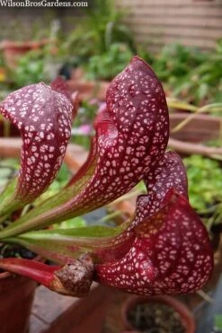 Scarlet Belle Pitcher Plant (Sarracenia) - 2.5 Quart Pot -Garden Plant Shop sarracenia scarlet belle pitcher plant 5