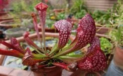 Scarlet Belle Pitcher Plant (Sarracenia) - 2.5 Quart Pot -Garden Plant Shop sarracenia scarlet belle pitcher plant 6