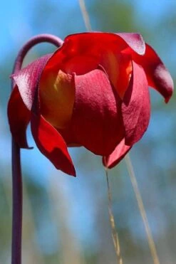 Scarlet Belle Pitcher Plant (Sarracenia) - 2.5 Quart Pot -Garden Plant Shop sarracenia scarlet belle pitcher plant 9