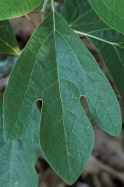 Sassafras Tree (Sassafras Albidium) - 3 Gallon Pot -Garden Plant Shop sassafras albidum 1