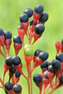 Sassafras Tree (Sassafras Albidium) - 3 Gallon Pot -Garden Plant Shop sassafras albidum 10