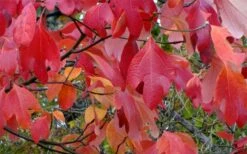 Sassafras Tree (Sassafras Albidium) - 3 Gallon Pot -Garden Plant Shop sassafras albidum 12