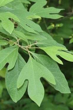 Sassafras Tree (Sassafras Albidium) - 3 Gallon Pot -Garden Plant Shop sassafras albidum 2