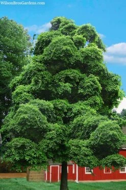 Sassafras Tree (Sassafras Albidium) - 3 Gallon Pot -Garden Plant Shop sassafras albidum 4