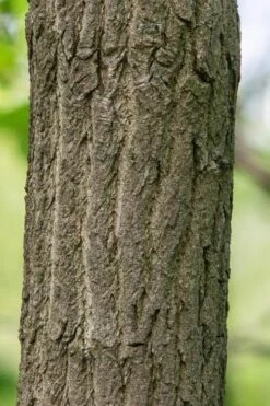 Sassafras Tree (Sassafras Albidium) - 3 Gallon Pot -Garden Plant Shop sassafras albidum 7