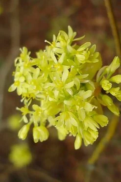 Sassafras Tree (Sassafras Albidium) - 3 Gallon Pot -Garden Plant Shop sassafras albidum 9