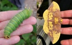 Sassafras Tree (Sassafras Albidium) - 3 Gallon Pot -Garden Plant Shop sassafras albidum imperial moth 1