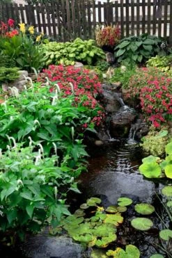 Lizard's Tail Swamp Lily (Saururus Cernuus) - 1 Gallon Pot -Garden Plant Shop saururus cernuus lizards tail swamp lily 8