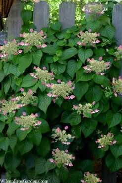 Rose Sensation Pink Climbing Hydrangea Vine - 3 Gallon Pot -Garden Plant Shop schizophragma hydrangeoides rose sensation climbing hydrangea 104 1