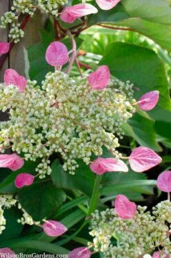 Rose Sensation Pink Climbing Hydrangea Vine - 3 Gallon Pot -Garden Plant Shop schizophragma hydrangeoides rose sensation climbing hydrangea 105 1