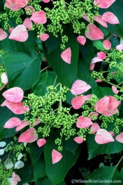 Rose Sensation Pink Climbing Hydrangea Vine - 1 Gallon Pot -Garden Plant Shop schizophragma hydrangeoides rose sensation climbing hydrangea 106