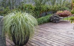 Feather Falls Sedge (Carex Oshimensis) - 5 Pack Of Quart Pots -Garden Plant Shop sedge feather falls 3 800x500 1