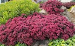 Dazzleberry Sedum - 5 Pack Of 4" Pint Pots -Garden Plant Shop sedum dazzleberry stonecrop 3