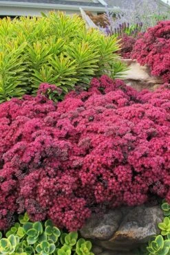 Dazzleberry Sedum - 5 Pack Of 4" Pint Pots