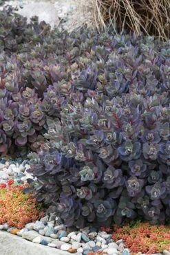 Dazzleberry Sedum - 5 Pack Of 4" Pint Pots -Garden Plant Shop sedum dazzleberry stonecrop 6