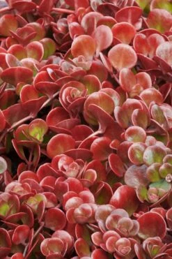Coral Reef Sedum - 5-Pack Of Pint Pots -Garden Plant Shop sedum tectractinum coral reef stonecrop 1 1