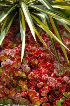 Coral Reef Sedum Tetractinum - 10 Pack Of 4" Pint Pots -Garden Plant Shop sedum tetractinum coral reef 20