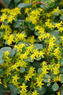 Coral Reef Sedum Tetractinum - 10 Pack Of 4" Pint Pots -Garden Plant Shop sedum tetractinum coral reef 22