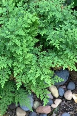 Arborvitae Fern (Selaginella Braunii) - 2.5 Quart Pot 8 Arborvitae Fern (Selaginella Braunii) - 2.5 Quart Pot -Garden Plant Shop selaginella braunii arborvitae fern 2