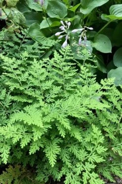 Arborvitae Fern (Selaginella Braunii) - 2.5 Quart Pot 9 Arborvitae Fern (Selaginella Braunii) - 2.5 Quart Pot -Garden Plant Shop selaginella braunii arborvitae fern 3