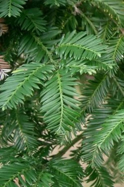 Inman's Select Redwood Tree (Sequoia Sempervirens) - 3 Gallon Pot 15 Inman's Select Redwood Tree (Sequoia Sempervirens) - 3 Gallon Pot -Garden Plant Shop sequoia sempervirens inman select 1