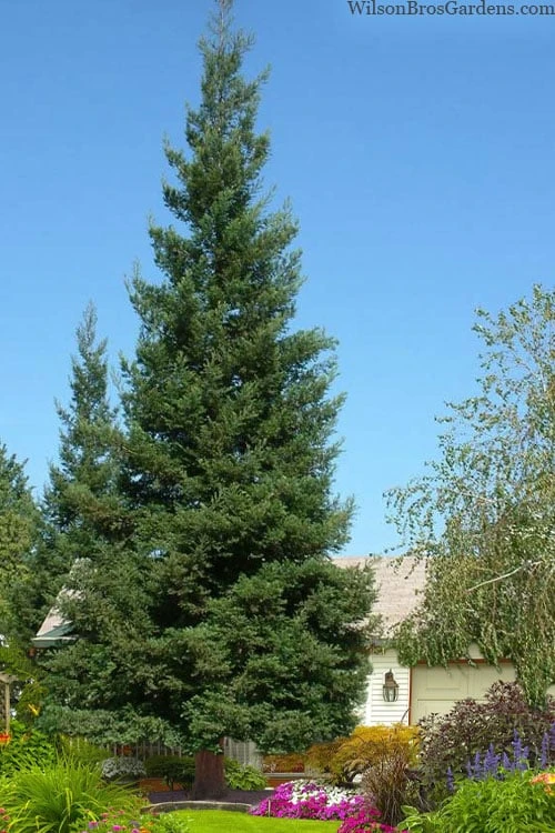 Inman's Select Redwood Tree (Sequoia Sempervirens) - 3 Gallon Pot 1 Inman's Select Redwood Tree (Sequoia Sempervirens) - 3 Gallon Pot
