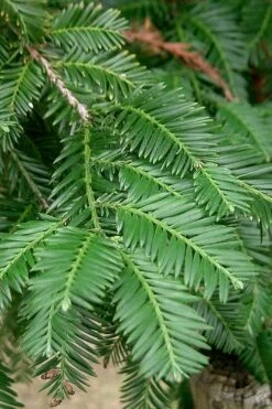 Inman's Select Redwood Tree (Sequoia Sempervirens) - 3 Gallon Pot 13 Inman's Select Redwood Tree (Sequoia Sempervirens) - 3 Gallon Pot -Garden Plant Shop sequoia sempervirens inman select 2