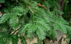 Inman's Select Redwood Tree (Sequoia Sempervirens) - 3 Gallon Pot 14 Inman's Select Redwood Tree (Sequoia Sempervirens) - 3 Gallon Pot -Garden Plant Shop sequoia sempervirens inman select 3
