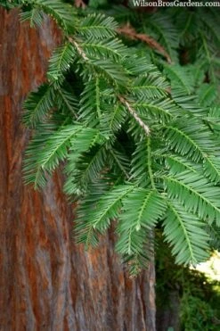Inman's Select Redwood Tree (Sequoia Sempervirens) - 3 Gallon Pot 11 Inman's Select Redwood Tree (Sequoia Sempervirens) - 3 Gallon Pot -Garden Plant Shop sequoia sempervirens inman select 8