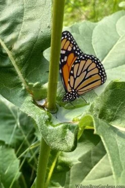 Cup Plant (Silphium Perfoliatum) - 1 Gallon Pot 15 Cup Plant (Silphium Perfoliatum) - 1 Gallon Pot -Garden Plant Shop silphium perfoliatum cup plant 10